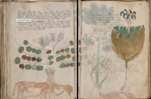 Plants and text from the Cipher Manuscript