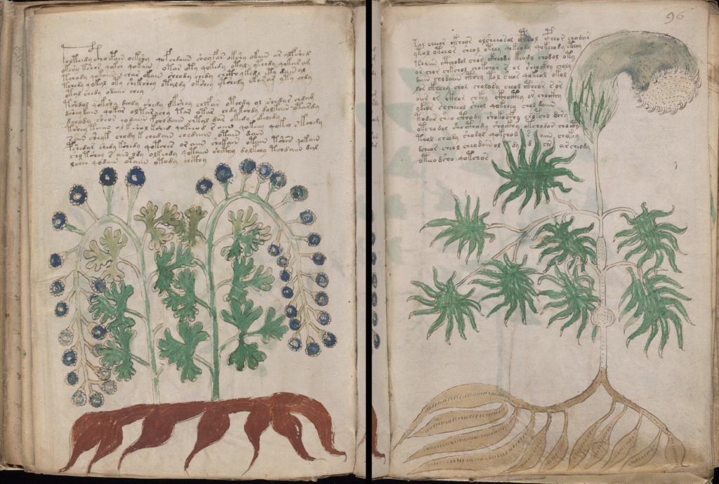 Cipher Manuscript:illustrations of plants.