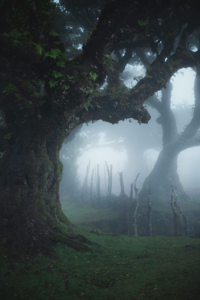 Eerie tree in foggy forest.